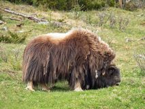 Muskusos-Muskox-Moschusochse-Ovibos moschatus-Noorwegen-Norway-Norwegen