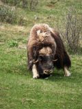Muskusos-Muskox-Moschusochse-Ovibos moschatus-Noorwegen-Norway-Norwegen