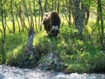 Muskusos-Muskox-Moschusochse-Ovibos moschatus-Noorwegen-Norway-Norwegen