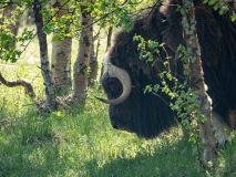 Muskusos-Muskox-Moschusochse-Ovibos moschatus-Noorwegen-Norway-Norwegen
