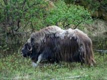 Muskusos-Muskox-Moschusochse-Ovibos moschatus-Noorwegen-Norway-Norwegen