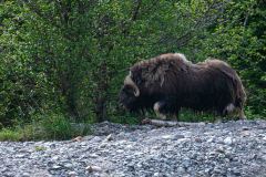 Muskusos-Muskox-Moschusochse-Ovibos moschatus-Noorwegen-Norway-Norwegen