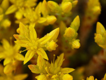 Muurpeper-Goldmoss stonecrop-Scharfe Mauerpfeffer-Sedum acre-Zweden-Sweden-Schweden