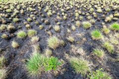 Na de brand-After the fire-Nach dem Brand-Noorwegen-Norway-Norwegen