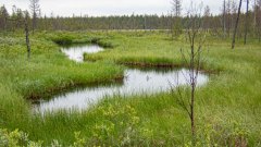 Nabij-Near-In der-Nahe-Kuikka-Finland-Finnland