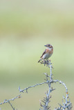 Paap-Whinchat-Braunkehlchen-Saxicola-rubetra-Zweden-Sweden-Schweden