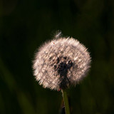 Paardenbloem-Dandelion-Gewohnliche-Lowenzahn-Taraxacum-officinale-Zweden-Sweden-Schweden
