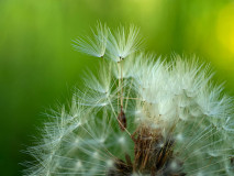 andelion-Gewohnliche-Lowenzahn-Taraxacum-officinale-Zweden-Sweden-Schweden