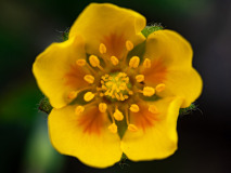 Potentilla-spec-Noorwegen-Norway-Norwegen