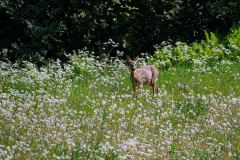 Ree-Roe deer-Reh-Capreolus capreolus-Zweden-Sweden-Schweden