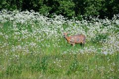 Ree-Roe deer-Reh-Capreolus capreolus-Zweden-Sweden-Schweden