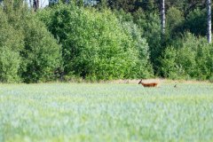 Ree-Roe deer-Reh-Capreolus capreolus-Zweden-Sweden-Schweden