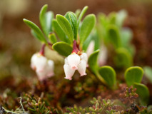 Rode bosbes of vossenbes-Partridgeberry-Preiselbeere-Vaccinium-vitis-idaea-Noorwegen-Norway-Norwegen