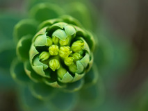 Rozewortel-Golden root-Rosenwurz-Rhodiola rosea-Noorwegen-Norway-Norwegen