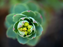 Rozewortel-Golden root-Rosenwurz-Rhodiola rosea-Noorwegen-Norway-Norwegen