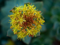 Rozewortel-Golden root-Rosenwurz-Rhodiola rosea-Noorwegen-Norway-Norwegen