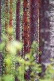 Sparrenbos-Spruce forest-Fichtenwald-Finland-Finnland