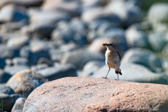 Tapuit-Northern wheatear-Steinschmatzer-Oenanthe oenanthe-Zweden-Sweden-Schweden
