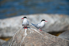 Visdief-Common-tern-Flussseeschwalbe-Sterna-hirundo-Zweden-Sweden-Schweden