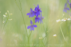 Wilde ridderspoor-Forking-larkspur-Gewohnliche Feldrittersporn-Consolida regalis-Zweden-Sweden-Schweden