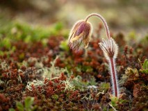 Wildemanskruid-Pasqueflower-Gewohnliche Kuhschelle-Pulsatilla vulgaris-Noorwegen-Norway-Norwegen