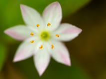 Zevenster-Arctic-starflower-Siebenstern-Trientalis-europaea-Noorwegen-Norway-Norwegen