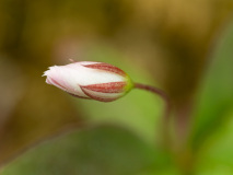 Zevenster-Arctic-starflower-Siebenstern-Trientalis-europaea-Noorwegen-Norway-Norwegen