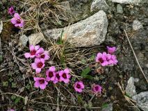 Zuiltjessteenbreek-Saxifraga-oppositifolia-Noorwegen-Norway-Norwegen