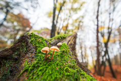 Mycena-spec.
