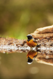 Zwarte roodstaart-Common-Redstart-Phoenicurus-phoenicurus-Nederland-Netherlands-Niederlande