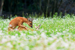 Ree-Roe deer-Reh-Capreolus capreolus-Nederland-Netherlands-Niederlande