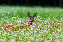Ree-Roe deer-Reh-Capreolus capreolus-Nederland-Netherlands-Niederlande