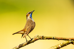 Blauwborst-bluethroat-Blaukehlchen-Luscinia svecica-Nederland-Netherlands-Niederlande