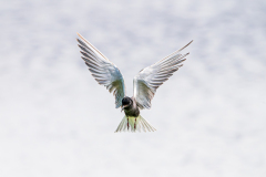 Zwarte stern-Black tern-Trauerseeschwalbe-Chlidonias niger-Nederland-Netherlands-Niederlande