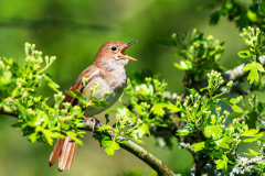 Nachtegaal-Common nightingale-Nachtigall-Luscinia megarhynchos-Nederland-Netherlands-Niederlande