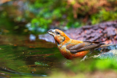 Kruisbek-Common crossbill-Fichtenkreuzschnabel-Loxia curvirostra-Nederland-Netherlands-Niederlande