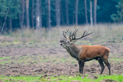 Edelhert-Red deer-Rothirsch-Cervus elaphus-Nederland-Netherlands-Niederlande