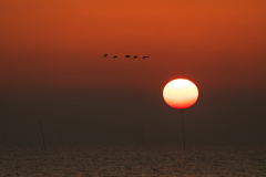 Waddenzee-Waddensea-Wattenmeer-Nederland-Netherlands-Niederlande