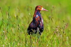 Kemphaan-Ruff-Kampfläufer-Calidris pugnax-Nederland-Netherlands-Niederlande