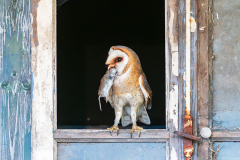 Kerkuil-Western barn owl-Schleiereule-Tyto alba-Nederland-Netherlands-Niederlande