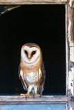 Kerkuil-Western barn owl-Schleiereule-Tyto alba-Nederland-Netherlands-Niederlande