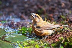 Kruisbek-Common crossbill-Fichtenkreuzschnabel-Loxia curvirostra-Nederland-Netherlands-Niederlande