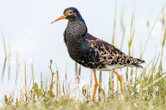 Kemphaan-Ruff-Kampfläufer-Calidris pugnax-Nederland-Netherlands-Niederlande