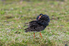 Kemphaan-Ruff-Kampfläufer-Calidris pugnax-Nederland-Netherlands-Niederlande