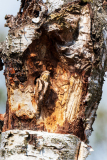 Draaihals-Eurasian wryneck-Wendehals-Jynx torquilla-Nederland-Netherlands-Niederlande