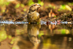 Kruisbek-Common crossbill-Fichtenkreuzschnabel-Loxia curvirostra-Nederland-Netherlands-Niederlande