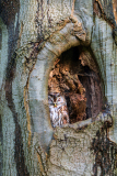 Bosuil-Tawny owl-Waldkauz-Strix aluco-Nederland-Netherlands-Niederlande