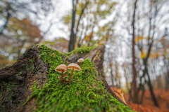 Mycene spec-Duivelsberg-Gelderland-Nederland-Netherlands-Niederlande