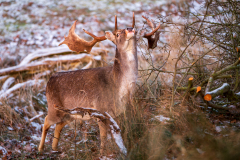 Damhert-European fallow deer- Damhirsch-Dama dama-Nederland-Netherlands-Niederlande