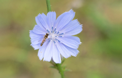 Grote langlijf op Cichorei-long hoverfly-Gewöhnliche Langbauchschwebfliege-Sphaerophoria scripta-Cichorium-Wegwarten-Cichorium-Nederland-Netherlands-Niederlande